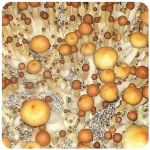 Псилоцибиновые (галлюциногенные)  грибы Psilocybin "Golden Teacher" в Лузе