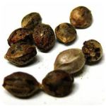 Семена марихуаны АК-47  (Seeds AK-47) в Лузе